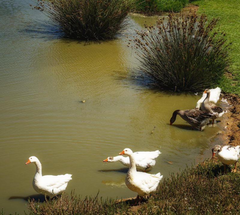 ocean atlantique asilah canards