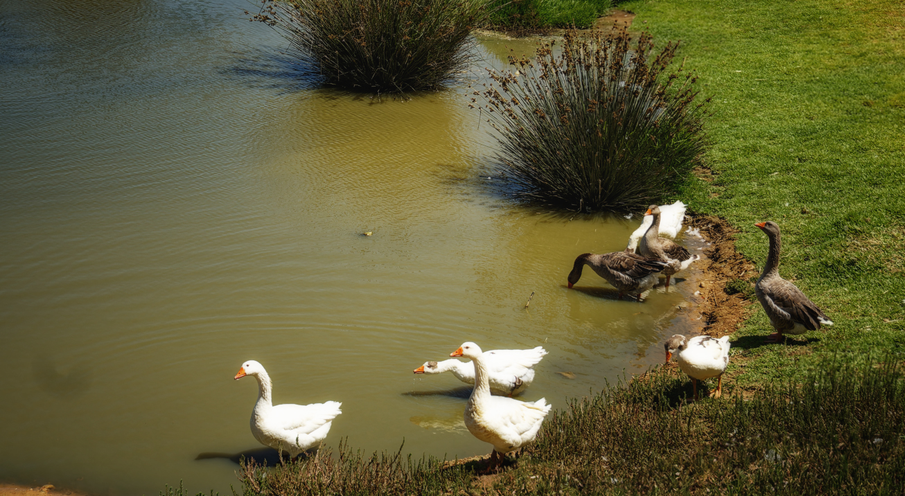 ocean atlantique asilah canards